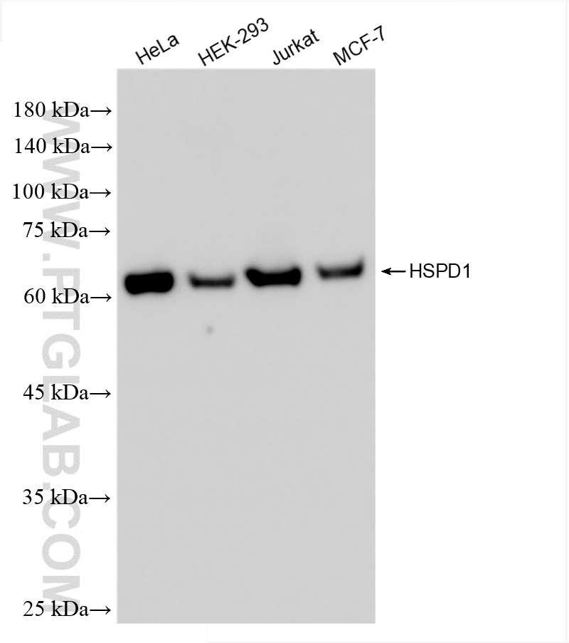 WB analysis using 86275-1-RR