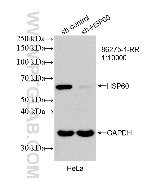 WB analysis of HeLa using 86275-1-RR