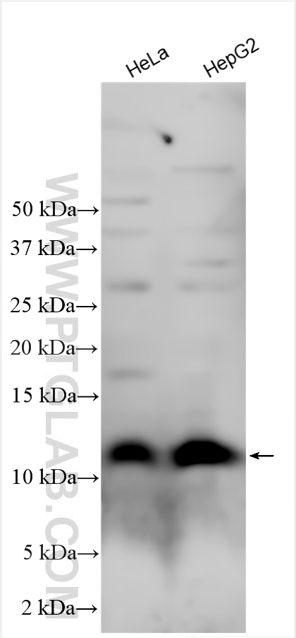WB analysis using 16512-1-AP