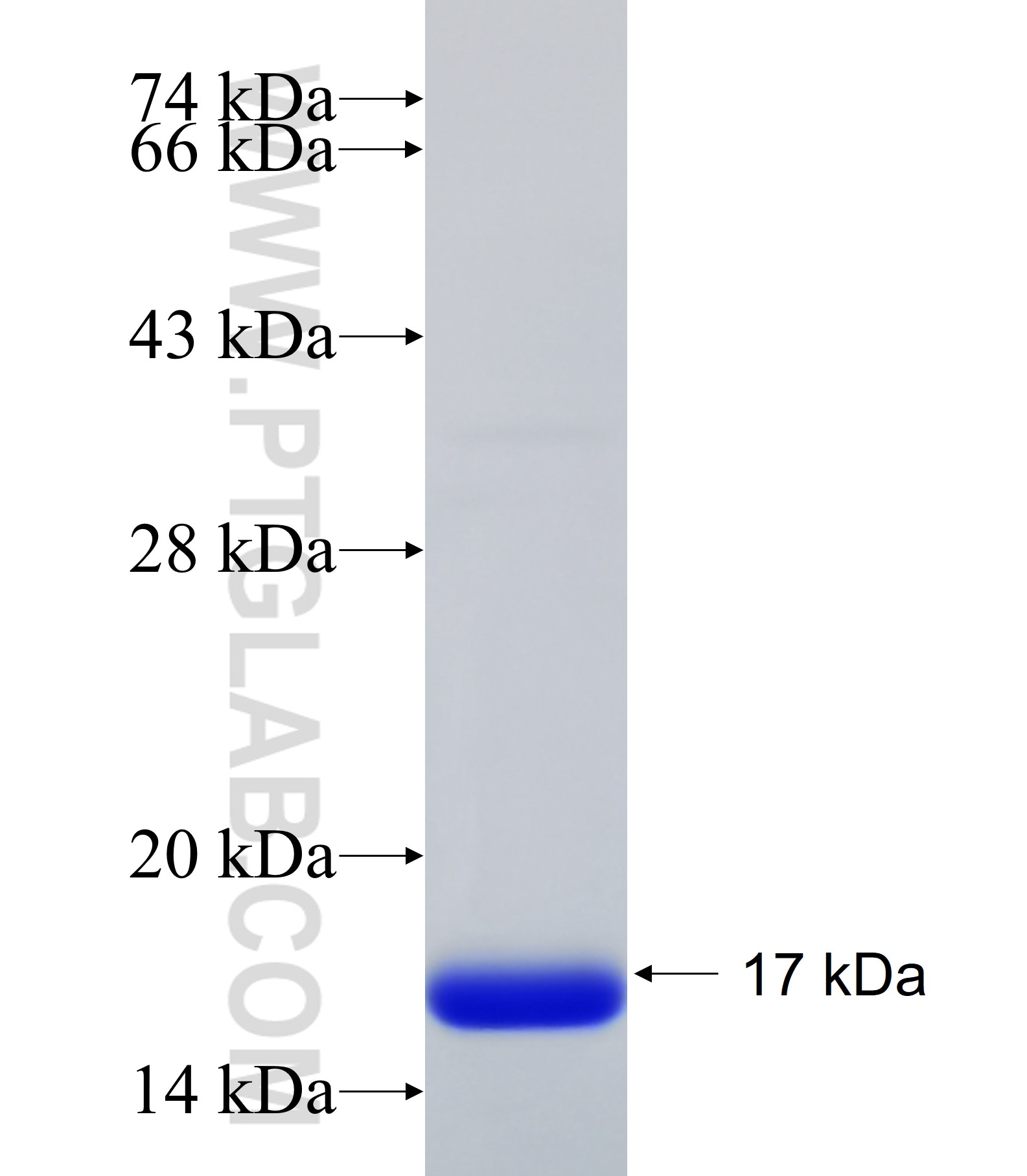 HSPE1 fusion protein Ag22131 SDS-PAGE