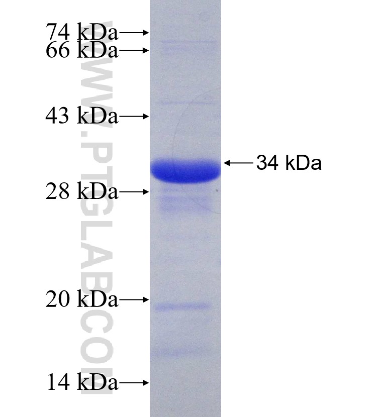 HSPG2 fusion protein Ag30846 SDS-PAGE HSPG2 fusion protein Ag30846 SDS-PAGE