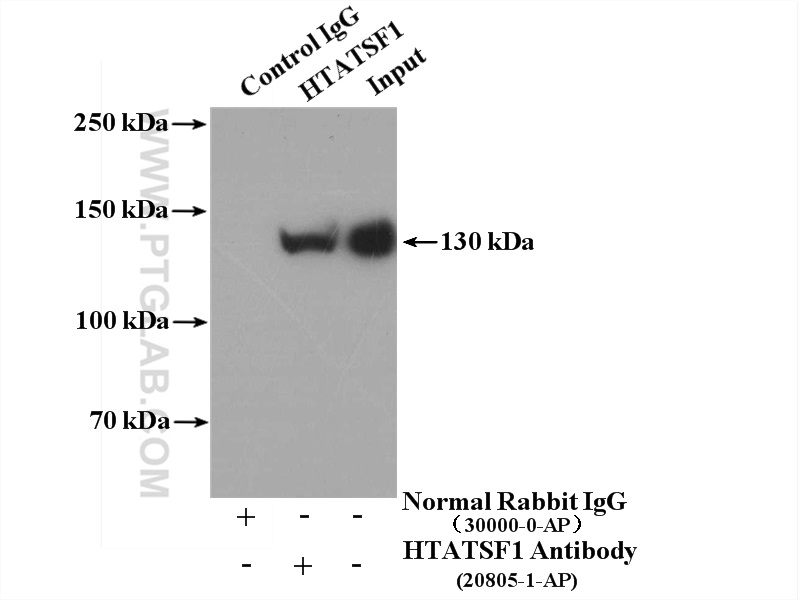 IP experiment of HepG2 using 20805-1-AP