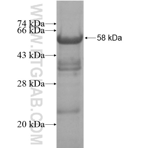 HTATSF1 fusion protein Ag14805 SDS-PAGE