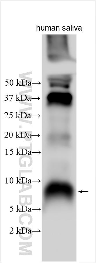 HTN3