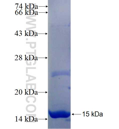 HTR1D fusion protein Ag25276 SDS-PAGE HTR1D fusion protein Ag25276 SDS-PAGE