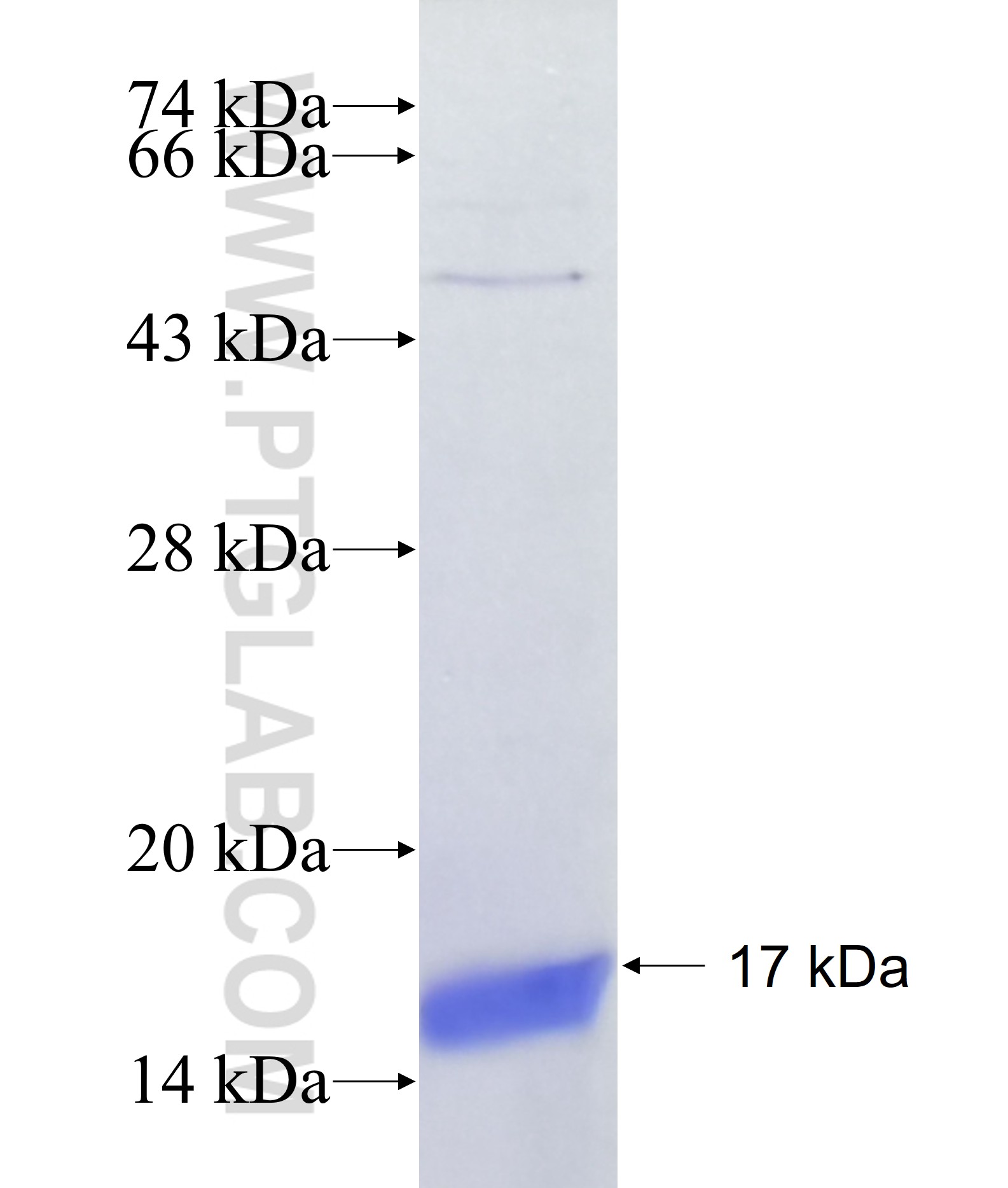 HTR1E fusion protein Ag38966 SDS-PAGE