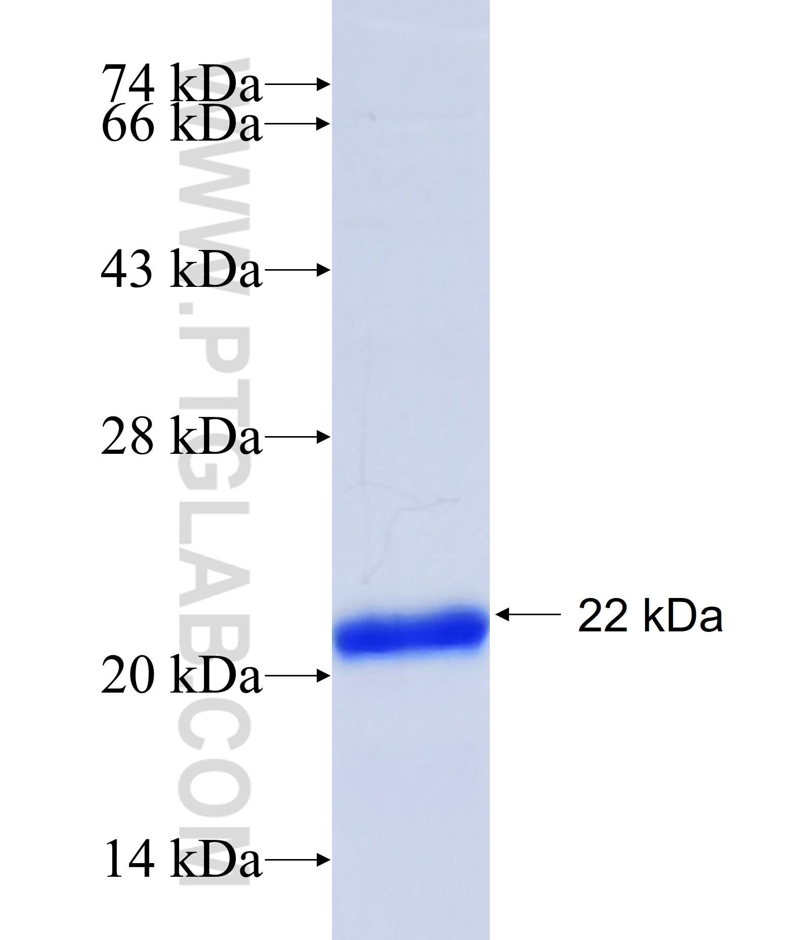 HTR2A fusion protein Ag24447 SDS-PAGE