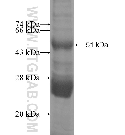 HTR2A fusion protein Ag12401 SDS-PAGE HTR2A fusion protein Ag12401 SDS-PAGE
