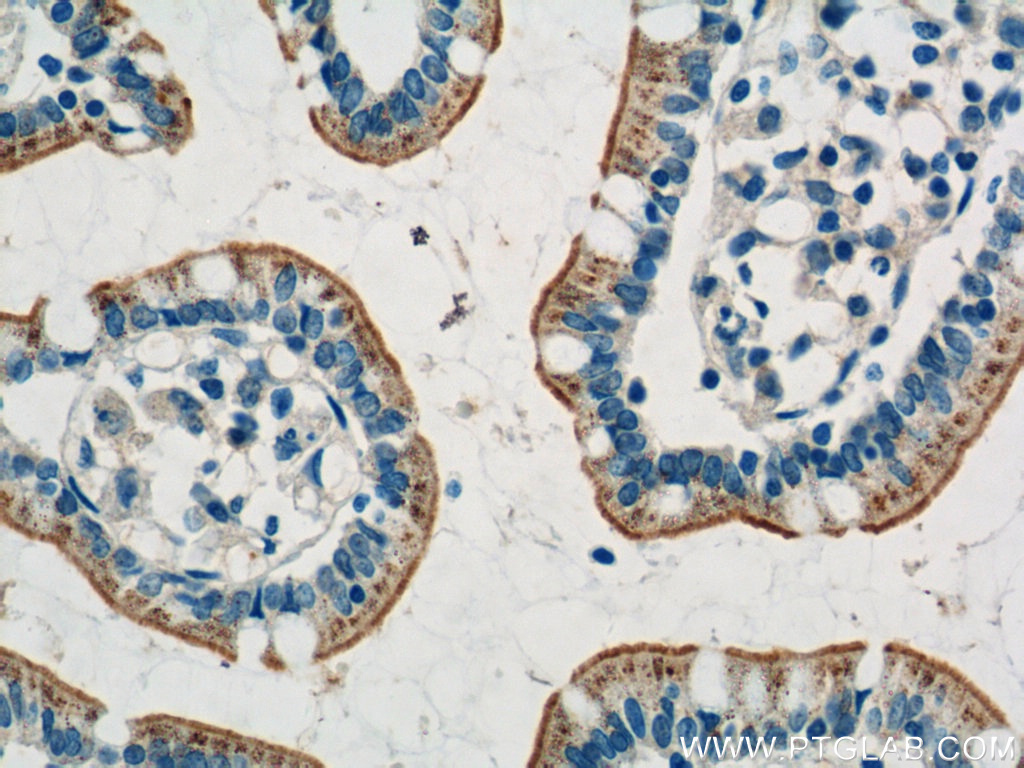 IHC staining of human small intestine using 10443-1-AP