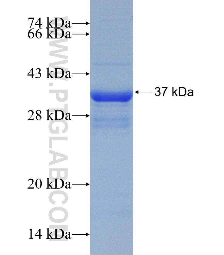 HTR3A fusion protein Ag31317 SDS-PAGE