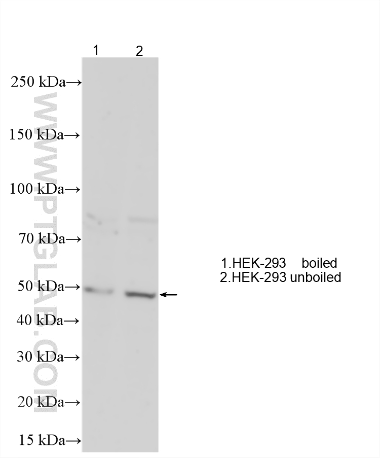 WB analysis using 21165-1-AP