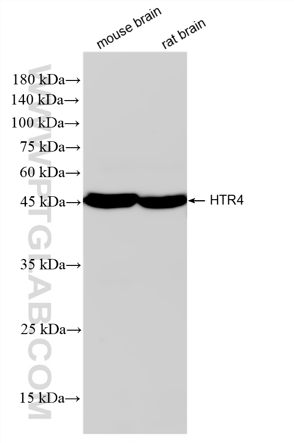 WB analysis using 85083-3-RR