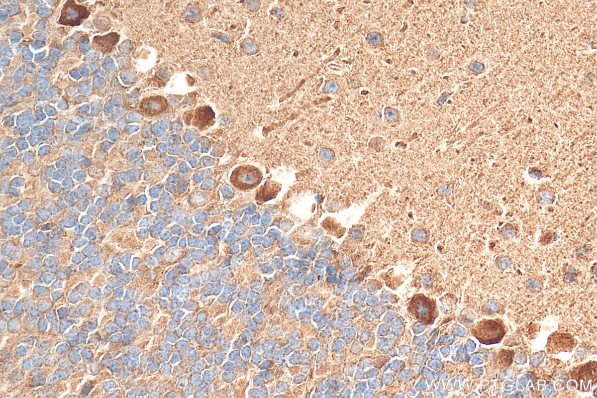 IHC staining of mouse cerebellum using 29238-1-AP