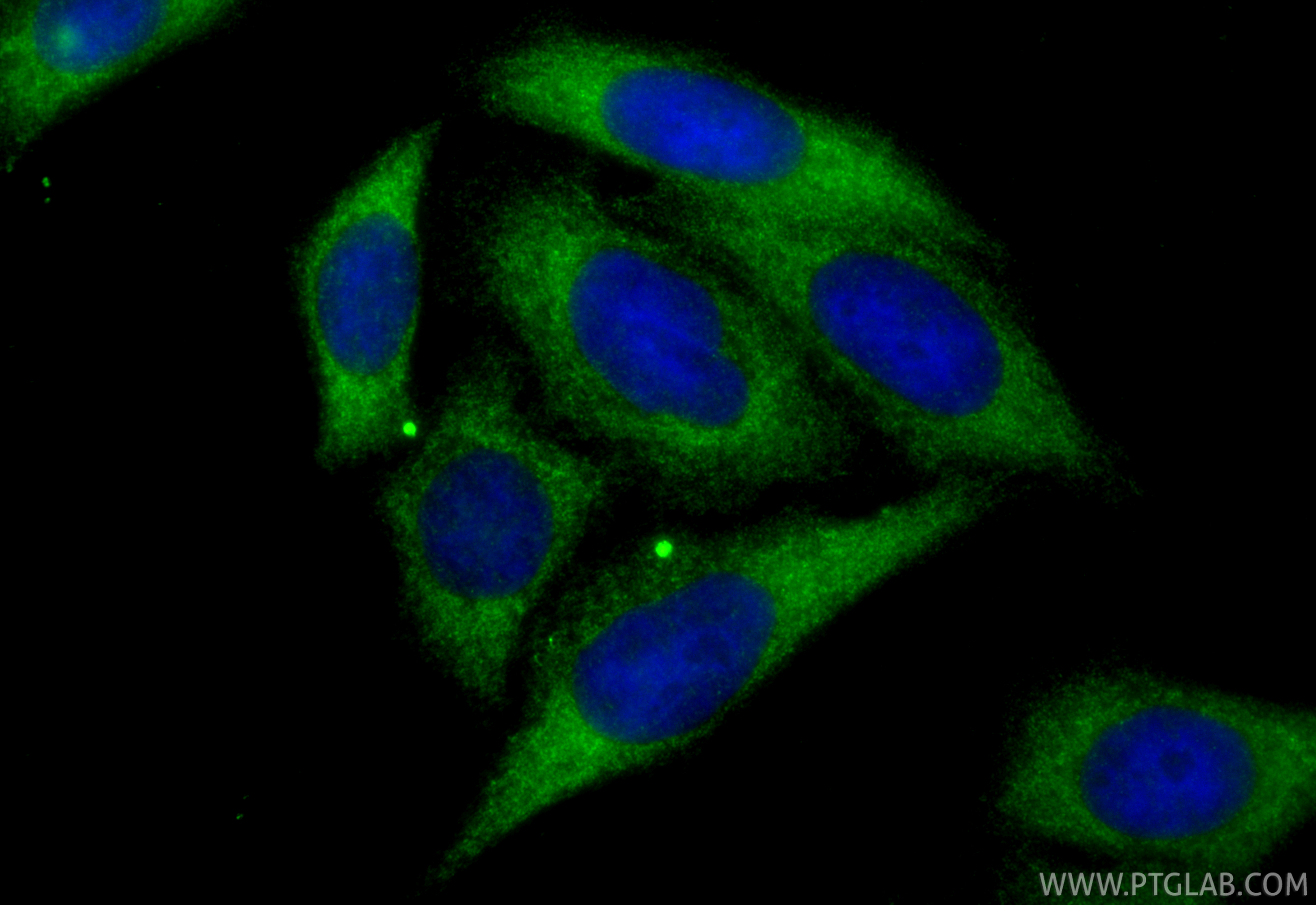 Immunofluorescent analysis of (-20°C Ethanol) fixed HepG2 cells using HTRA1 antibody (55011-1-AP) at dilution of 1:400 and CoraLite®488-Conjugated Goat Anti-Rabbit IgG(H+L) (<a class='green' href='/productredirect?CatalogNo=SA00013-2' target='_blank'>SA00013-2</a>). IF Staining of HepG2 using 55011-1-AP
