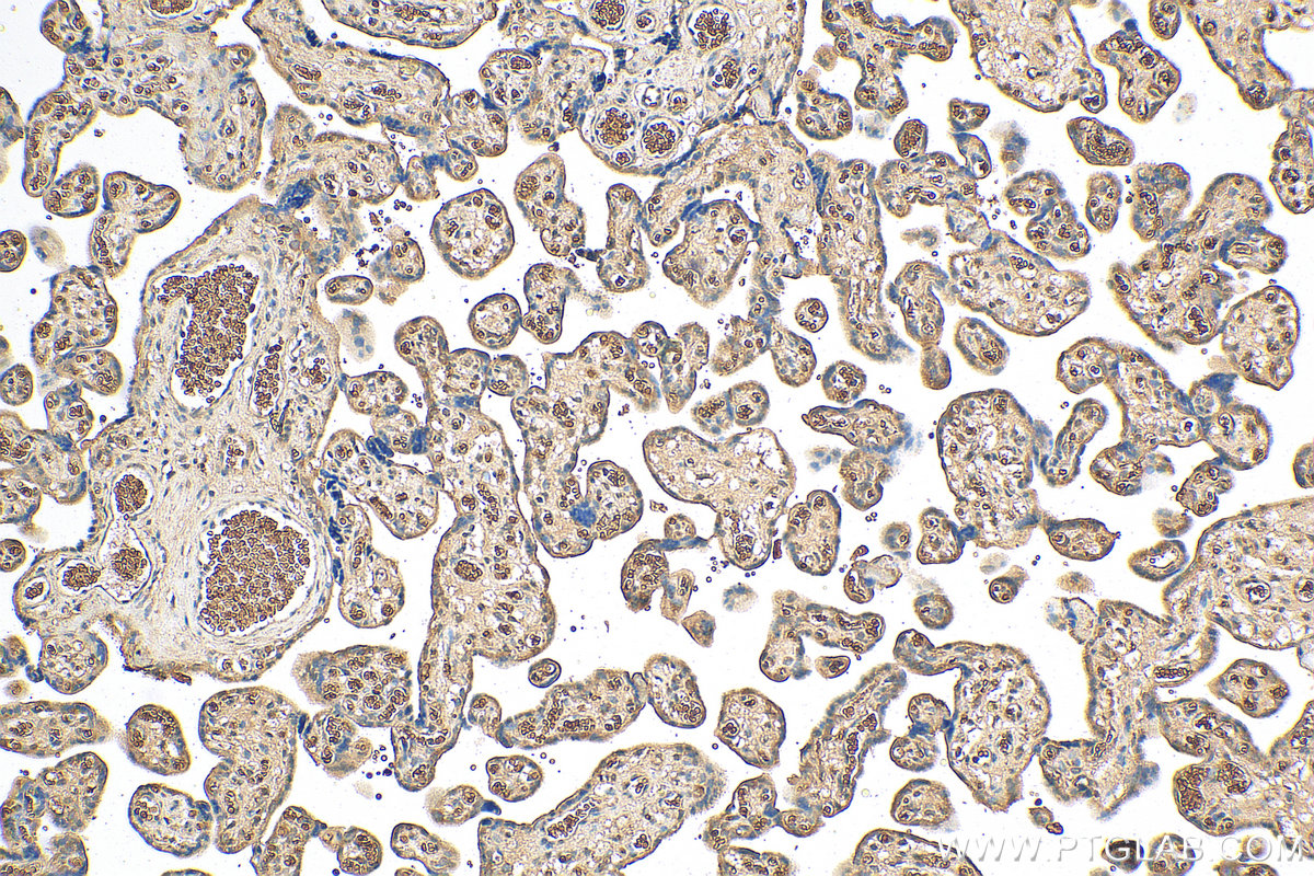 IHC staining of human placenta using 55011-1-AP