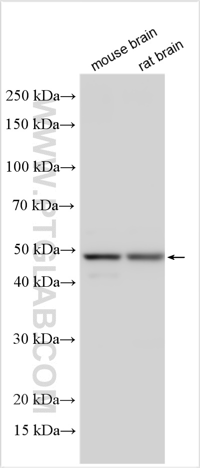 WB analysis using 55011-1-AP