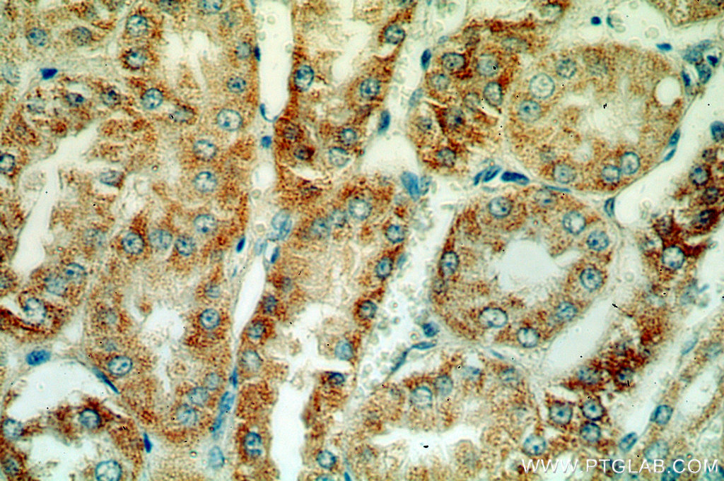 IHC staining of human kidney using 15775-1-AP (same clone as 15775-1-PBS)