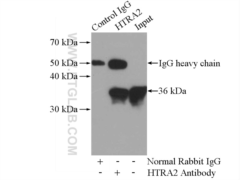 IP experiment of Raji using 15775-1-AP (same clone as 15775-1-PBS)