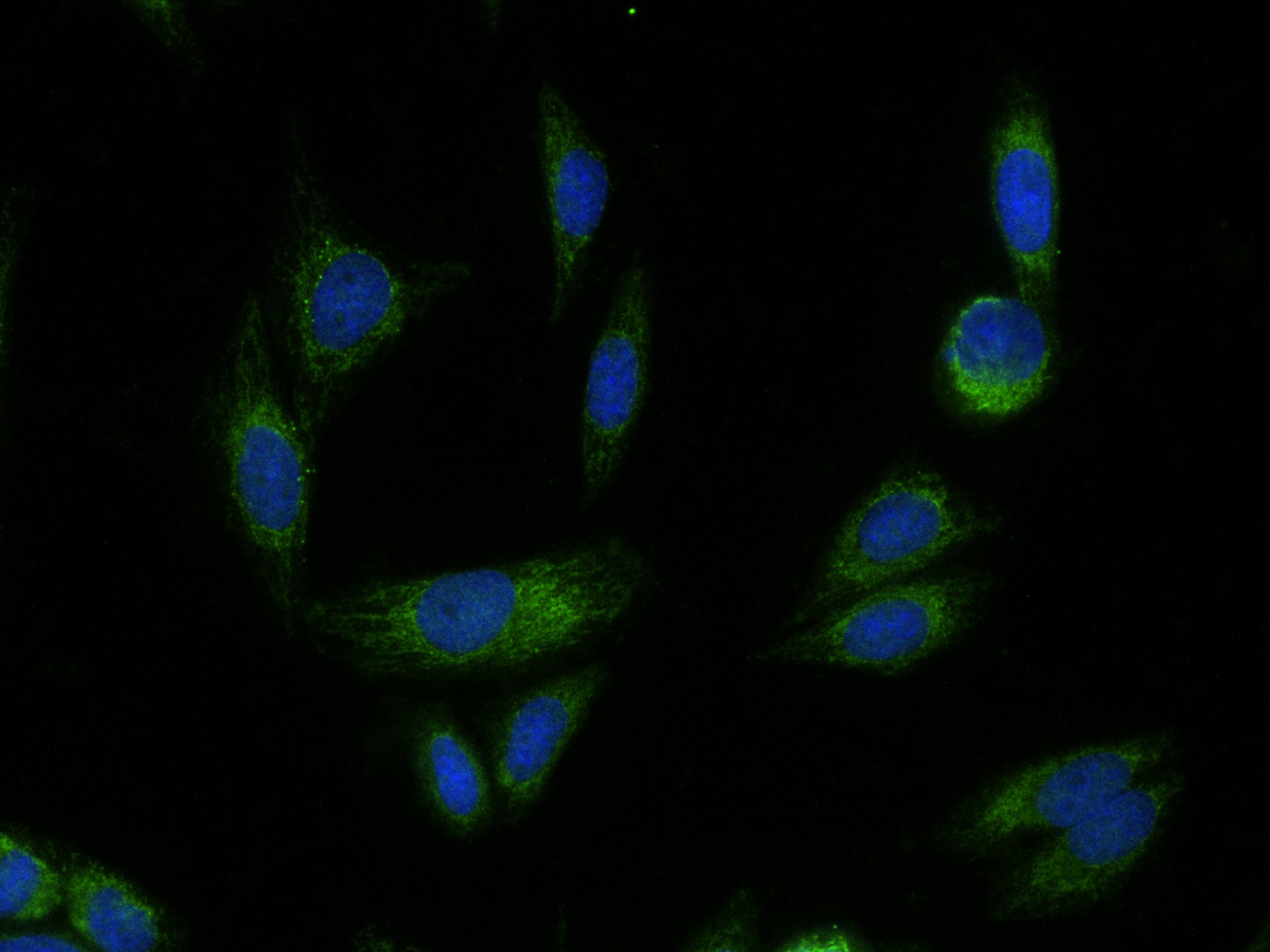 IF Staining of HepG2 using 83492-6-RR
