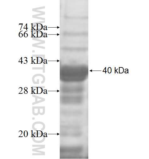 HTRA2 fusion protein Ag8455 SDS-PAGE