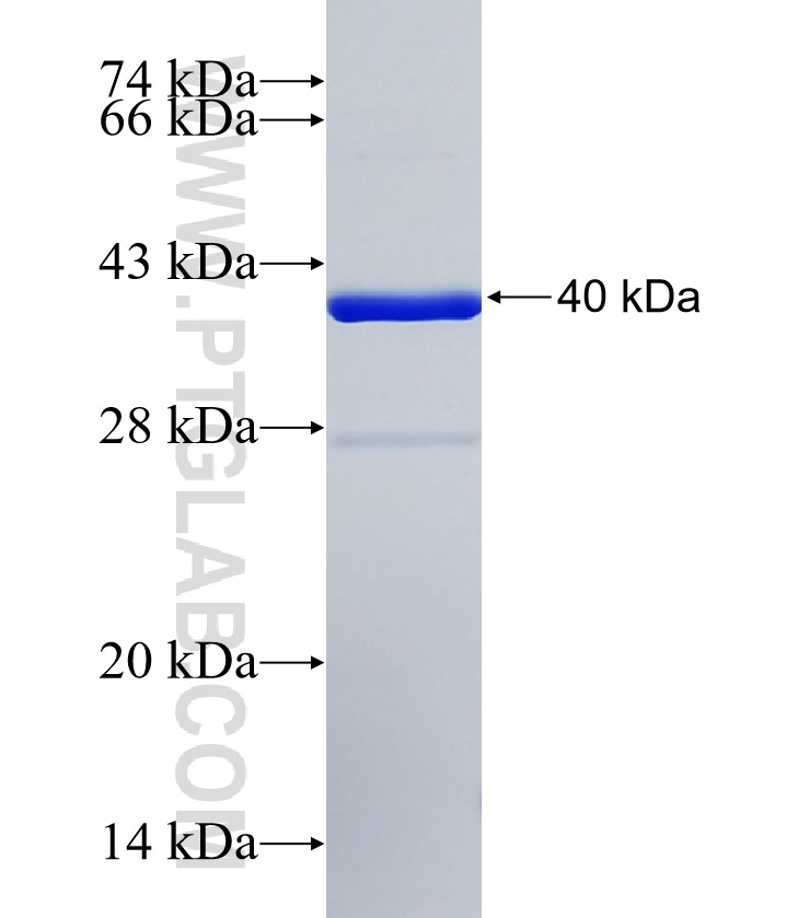 HTRA3 fusion protein Ag35448 SDS-PAGE