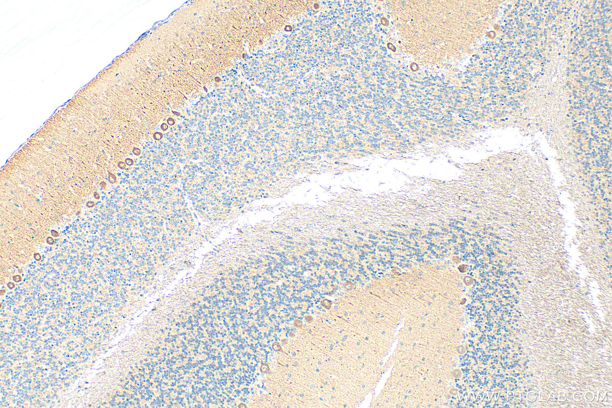 IHC staining of rat cerebellum using 19957-1-AP