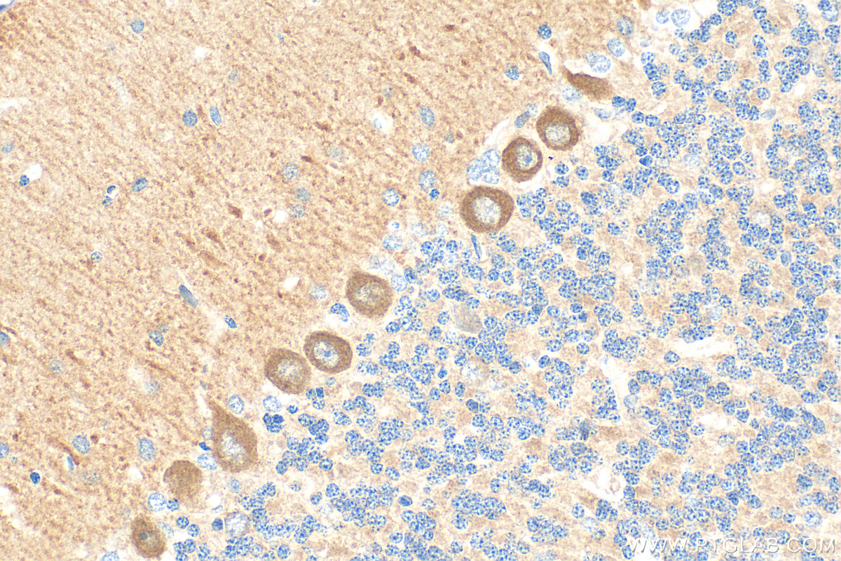 IHC staining of rat cerebellum using 19957-1-AP