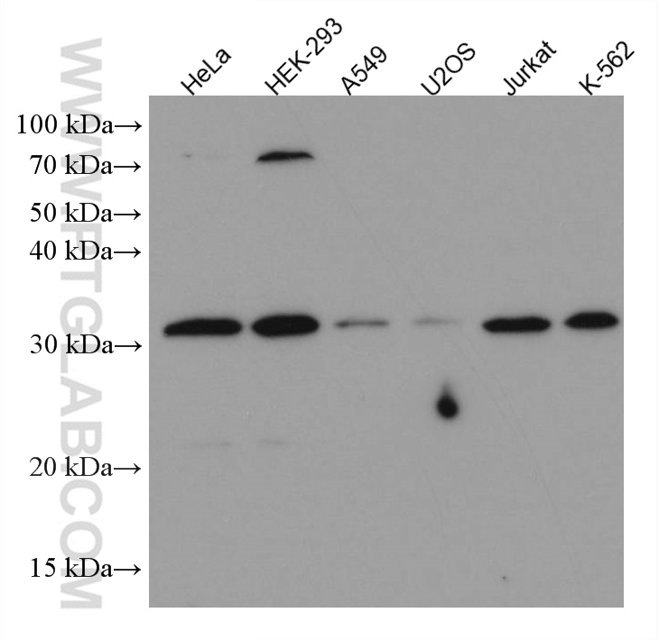 WB analysis using 67168-1-Ig