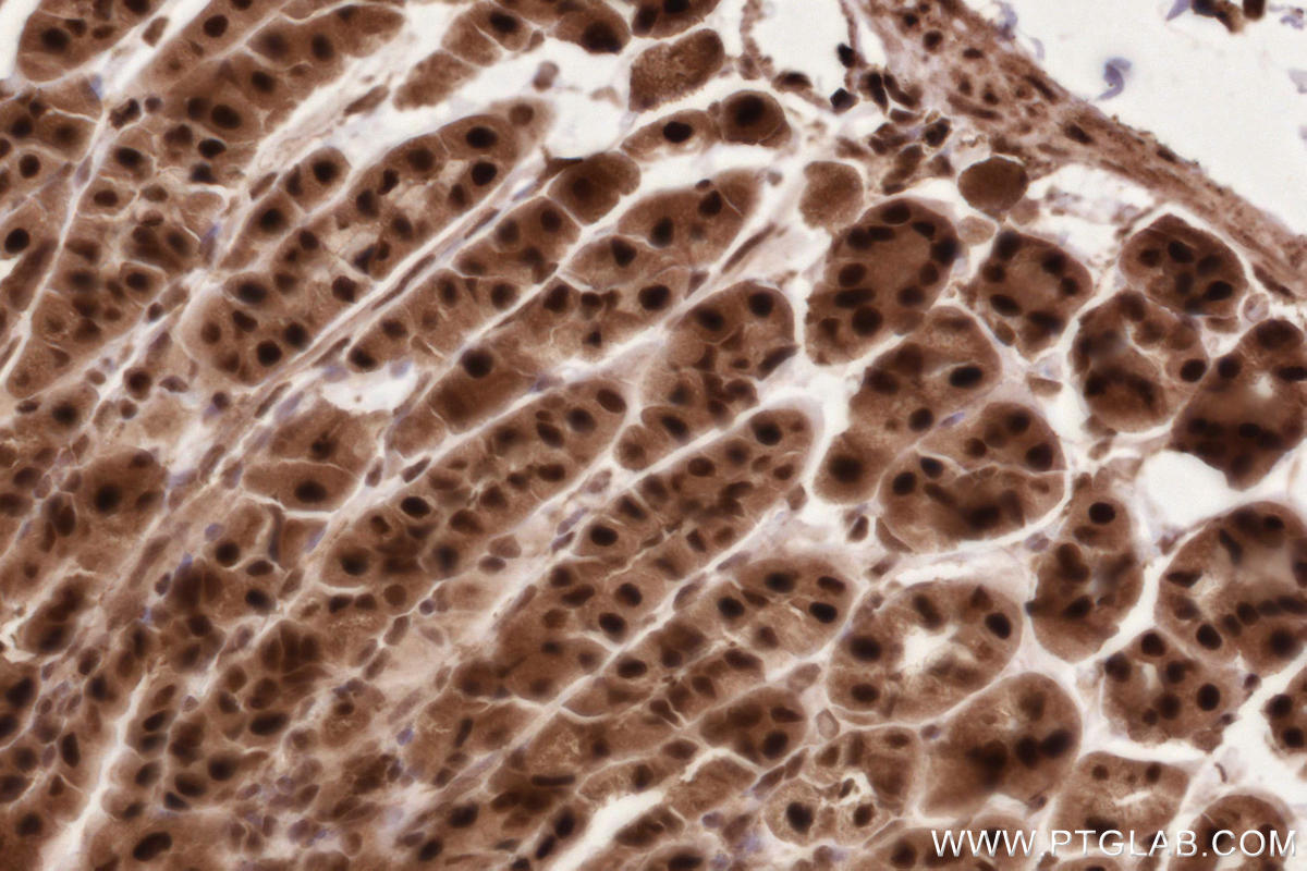 IHC staining of mouse stomach using 19430-1-AP