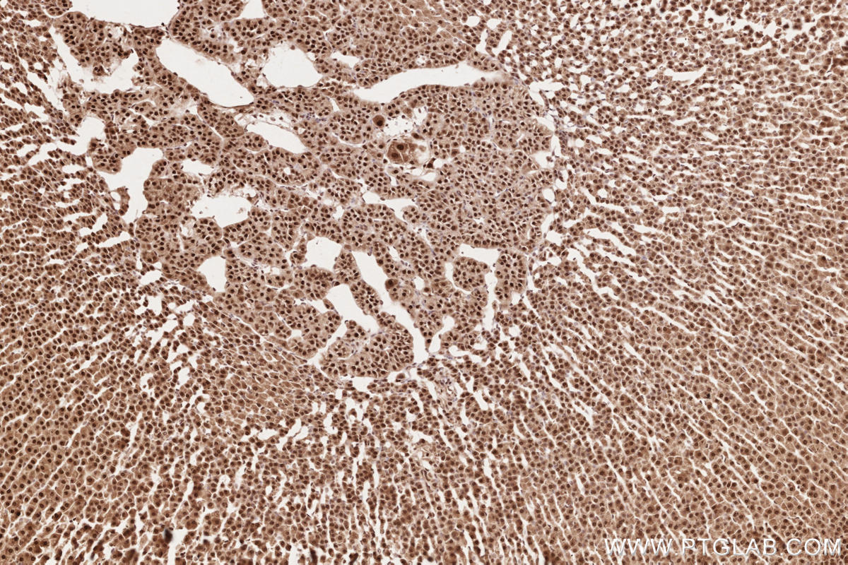 IHC staining of rat adrenal gland using 19430-1-AP