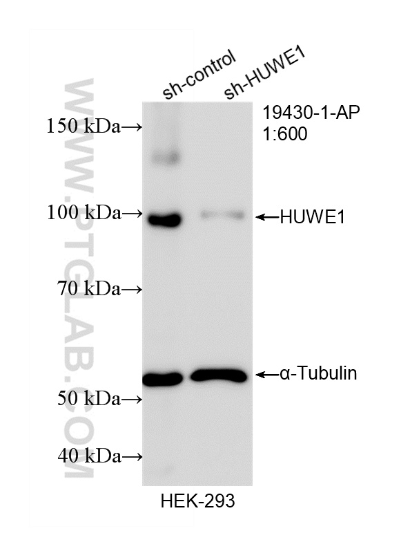WB analysis of HEK-293 using 19430-1-AP WB analysis of HEK-293 using 19430-1-AP