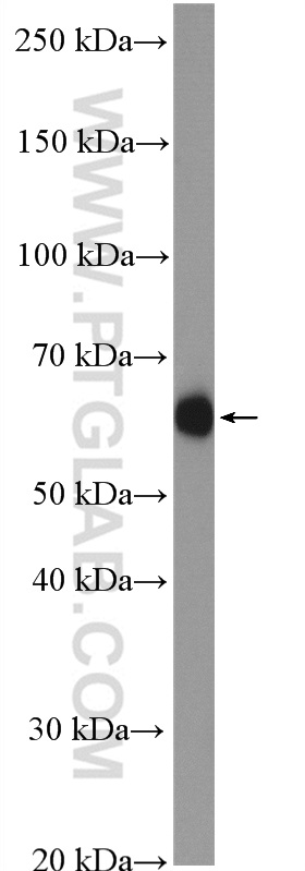 HYAL1