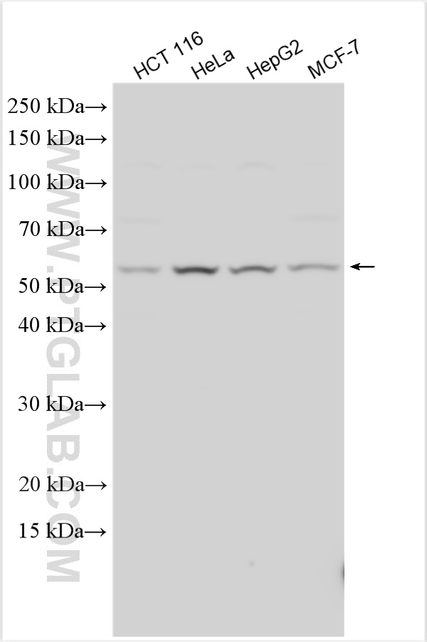 WB analysis using 25179-1-AP