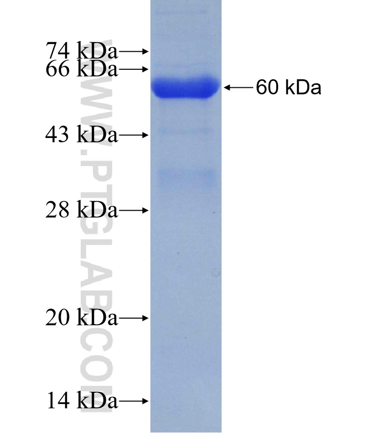 HYAL2 fusion protein Ag7157 SDS-PAGE