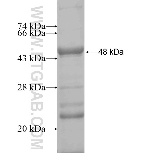 HYDIN fusion protein Ag10732 SDS-PAGE