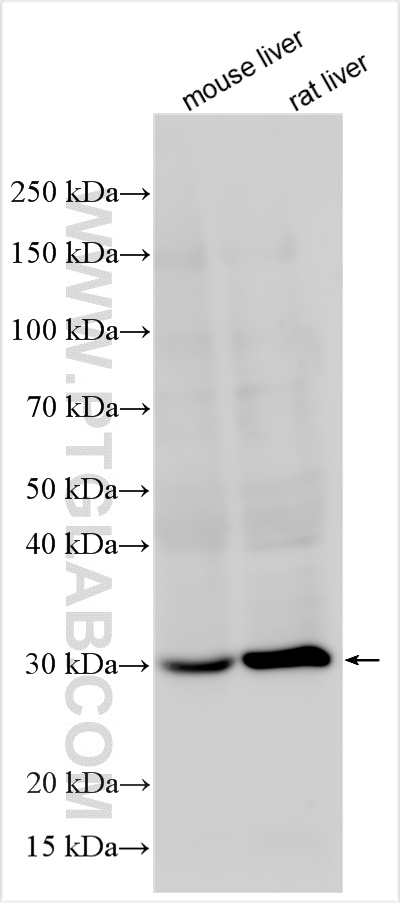 WB analysis using 16390-1-AP