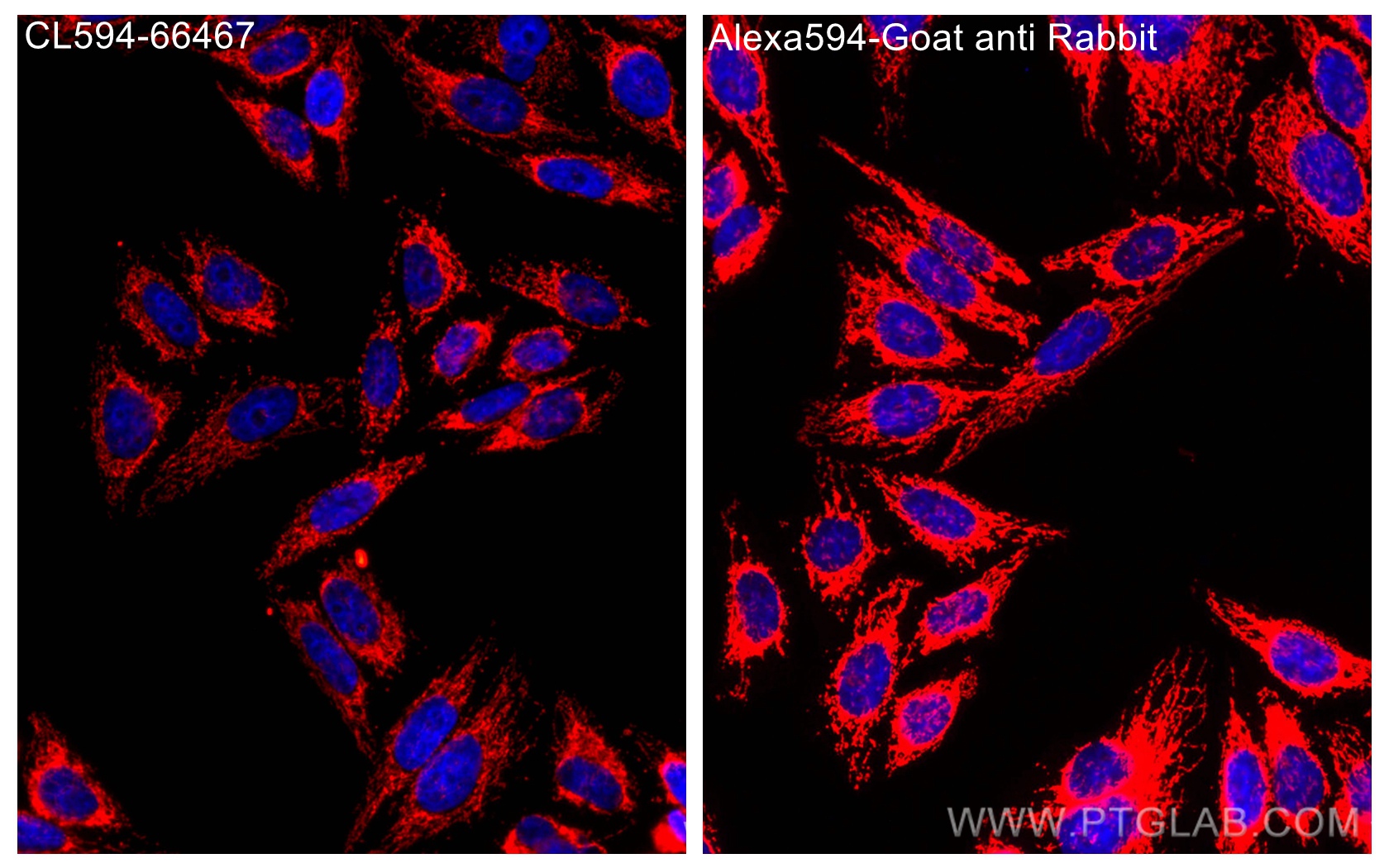 IF Staining of HepG2 using CL594-66467