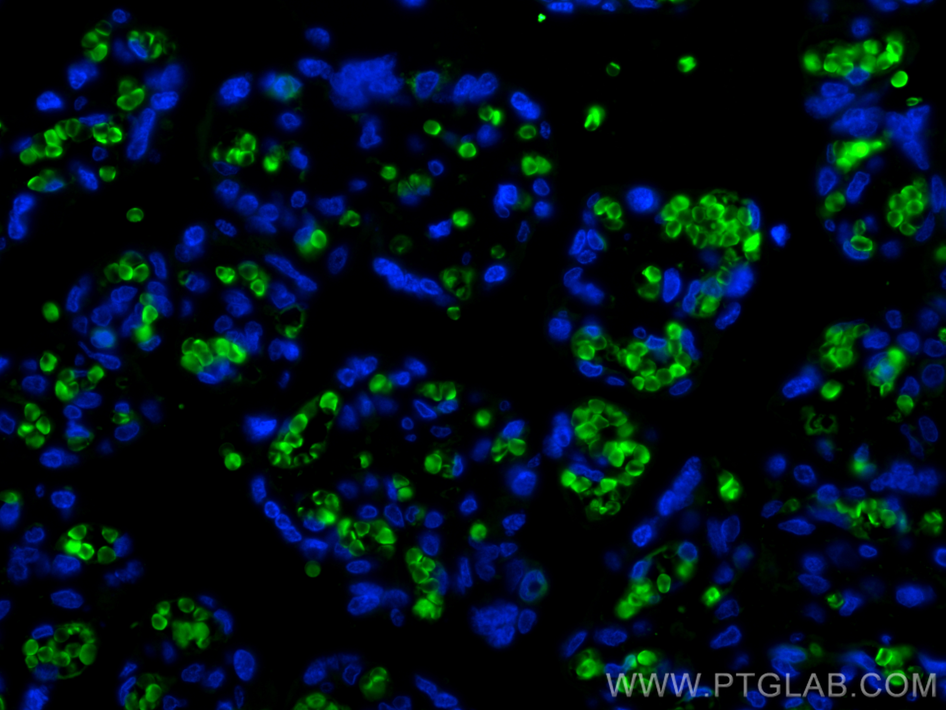 IF Staining of human placenta using CL488-12361