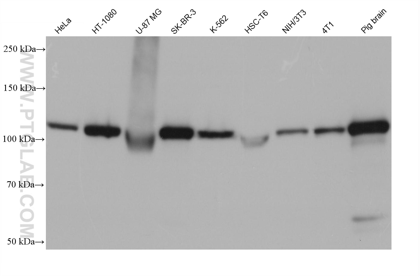 WB analysis using 68419-1-Ig