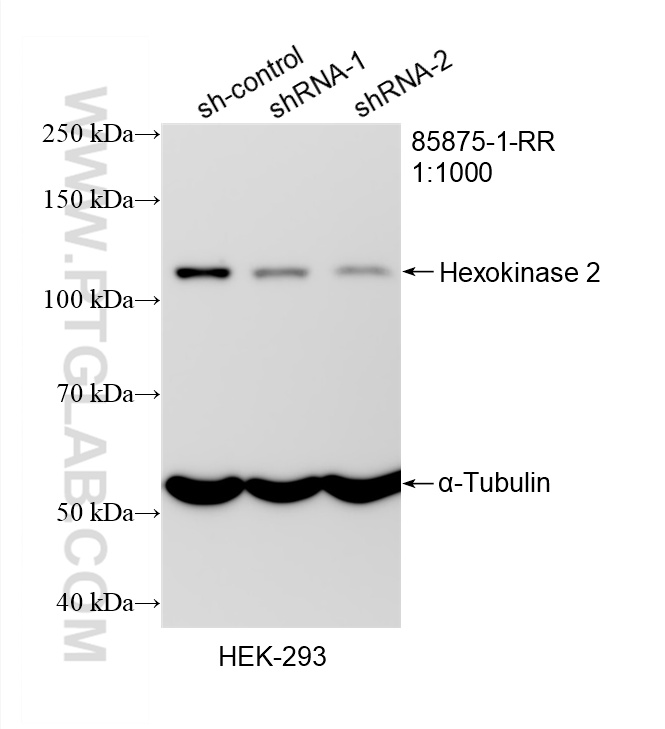 WB analysis of HEK-293 using 85875-1-RR WB analysis of HEK-293 using 85875-1-RR