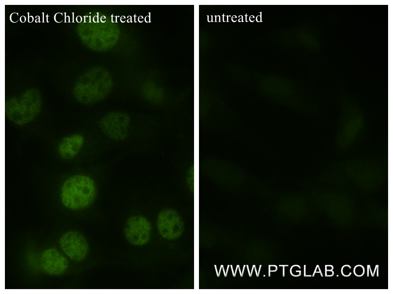 IF Staining of NIH/3T3 using 82989-6-RR