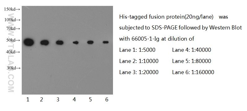 WB analysis of recombinant protein using 66005-1-Ig