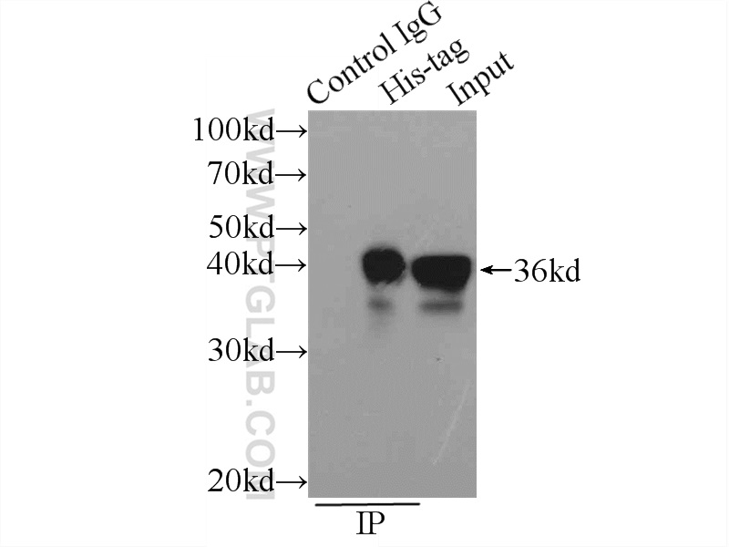 IP experiment of Transfected HEK-293 using 66005-1-Ig (same clone as 66005-1-PBS)