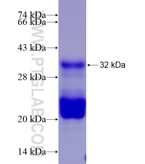 Histone H1.0 fusion protein Ag28538 SDS-PAGE Histone H1.0 fusion protein Ag28538 SDS-PAGE