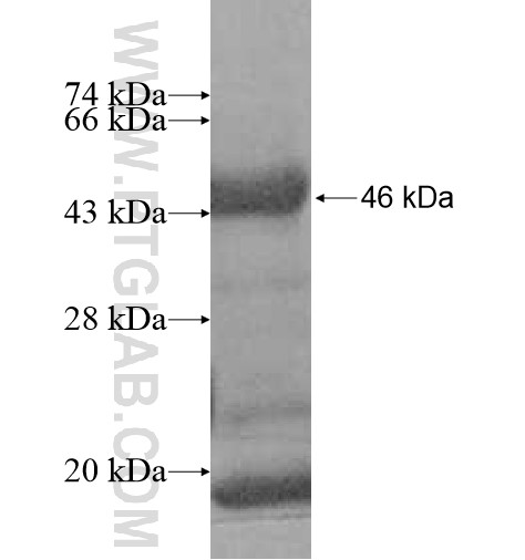 Histone H2A.2 fusion protein Ag10487 SDS-PAGE