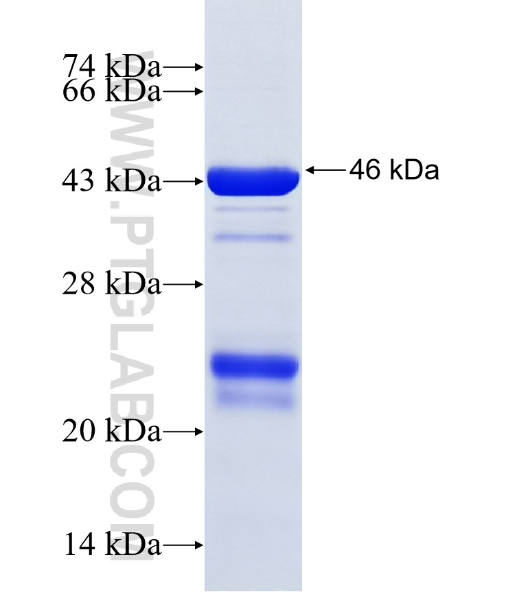 Histone H2A.2 fusion protein Ag10487 SDS-PAGE