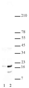 Histone H2A/H4 phospho Ser1 pAb tested by Western blot. HeLa acid extract (5 ug per lane) was probed with Catalog No. 39115 (1:30,000 dilution). Lane 1: No treatment. Lane 2: Cells treated with colcemid. Histone H2A/H4 phospho Ser1 pAb tested by Western blot. HeLa acid extract (5 ug per lane) was probed with Catalog No. 39115 (1:30,000 dilution). Lane 1: No treatment. Lane 2: Cells treated with colcemid.