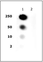 Histone H2A/H4 phospho Ser1 pAb tested by dot blot analysis. Dot blot analysis was used to confirm the specificity of Histone H2A/H4 phospho Ser1 pAb for phospho Ser1 of Histone H2A/H4. Modified and unmodified peptides were spotted onto PVDF and probed with the antibody at a 1:10,000 dilution. The amount of peptide spotted (in picomoles) is indicated next to each row. Lane 1: Peptide phosphorylated at Ser1. Lane 2: Unmodified Ser1 peptide. Histone H2A/H4 phospho Ser1 pAb tested by dot blot analysis. Dot blot analysis was used to confirm the specificity of Histone H2A/H4 phospho Ser1 pAb for phospho Ser1 of Histone H2A/H4. Modified and unmodified peptides were spotted onto PVDF and probed with the antibody at a 1:10,000 dilution. The amount of peptide spotted (in picomoles) is indicated next to each row. Lane 1: Peptide phosphorylated at Ser1. Lane 2: Unmodified Ser1 peptide.