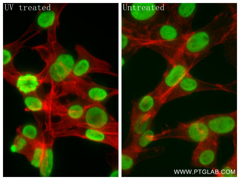 IF Staining of NIH/3T3 using 83307-3-RR