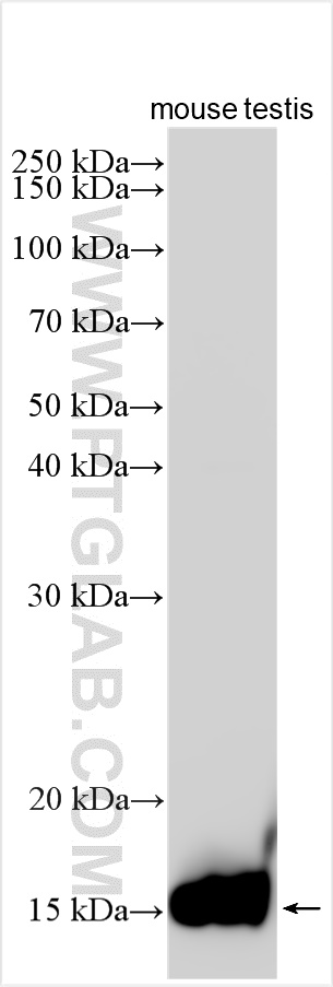 WB analysis using 31048-1-AP